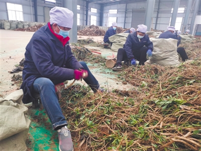 <p>　　隆德县康普中药材专业合作社种植的板蓝根已经被公司收购。</p>