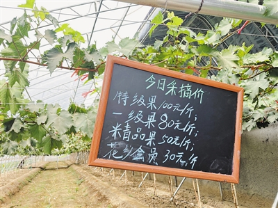 <p>　　都市里的田园牧歌。</p>