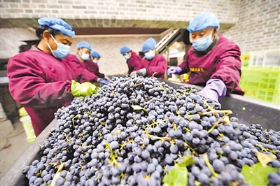 <p>　　榨季是贺兰山东麓最忙碌的季节。图为工人正在分拣葡萄。</p>