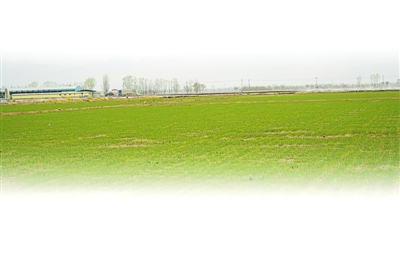 <p>　　春麦苗已破土而出。</p>
