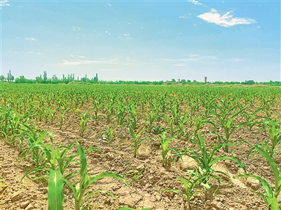     立岗镇星光村种植玉米7600亩。
