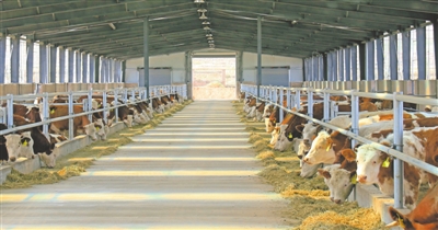 <p>　　肉牛产业发展迅猛。</p>