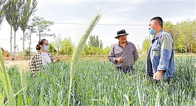 <p>　　村干部和农户查看黑麦草长势。</p>