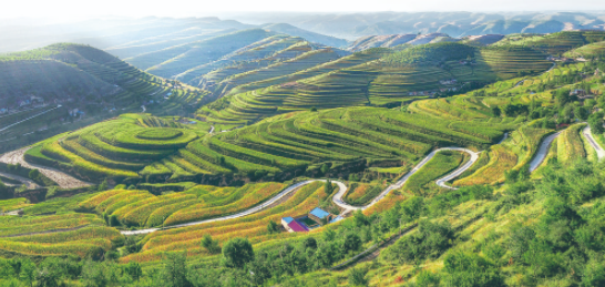 彭阳县新集乡青云湾梯田景观.png