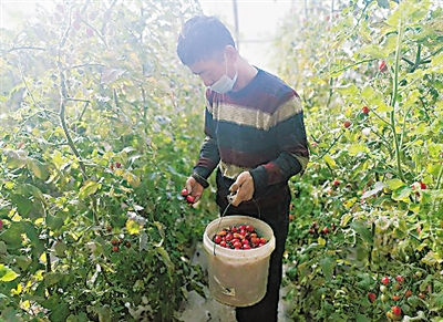 <p>　　→银川市金凤区良田镇园林村6队村民吴福贵在采摘小番茄。</p><p>　　本报记者　马忠　摄　</p>