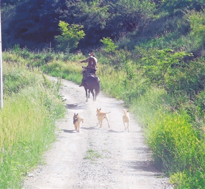 <p>　　马维虎巡山犬马出动。</p>