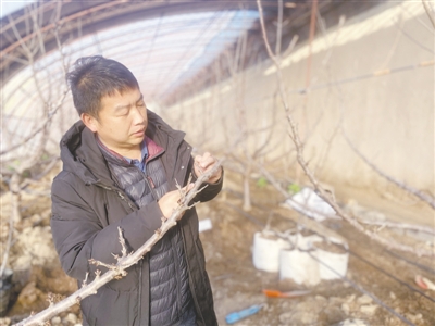 <p>　　张继查看樱桃树生长情况。</p>