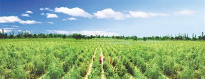 <p>　　标准化枸杞生产基地。（图片由受访者提供）</p>