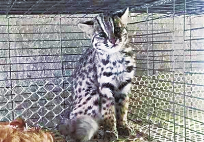 豹猫。西吉警方供图