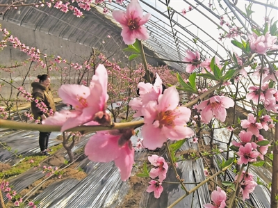 <p>　　温棚内盛开的桃花孕育着丰收的希望。</p>