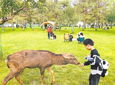 10月5日，在灵武市白芨滩防沙林场青绿莳光露营地，一名小朋友给梅花鹿喂食。国庆节假期，灵武露营经济升温，吸引大批游客前来体验。                                                                              宁夏日报报业集团全媒体记者 黄英 摄