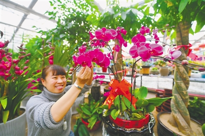 <p>　　在银川和晟鲜花港经营户正在打理鲜花，等待顾客上门。</p>
