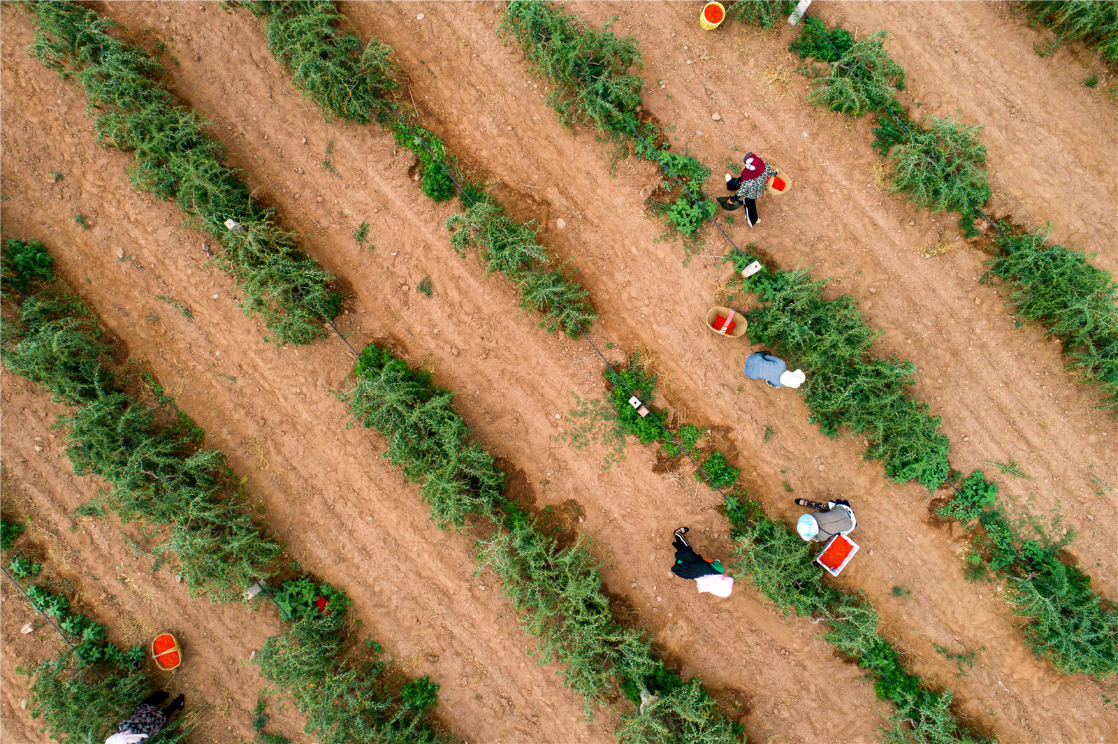 DJI_0258.jpg