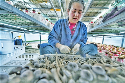 1月26日，工人正在采摘黑皮鸡枞菌。近日，有食用菌“黑金”之称的黑皮鸡枞菌在银川市西夏区同阳新村精准扶贫食用菌培育园试种成功。该园是由西夏区政府牵头建立起来的精准扶贫、产业扶贫项目。　本报记者　韩胜利  摄