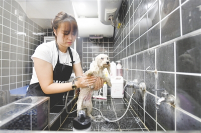 <p>　　原本调皮好动的小狗在韦莹莹手中显得格外乖巧。</p>
