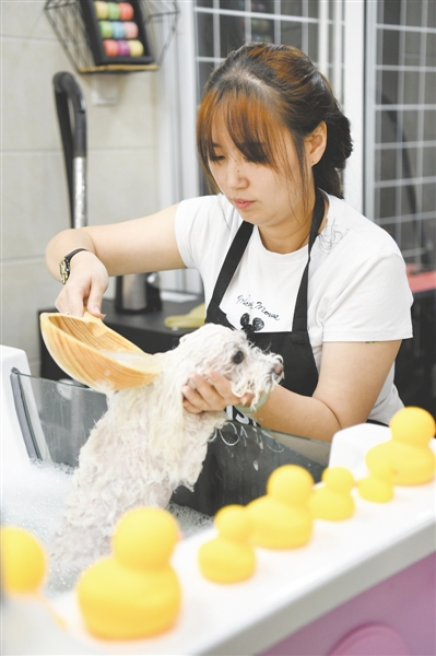 <p>　　小狗安静地享受着宠物SPA的过程。</p>