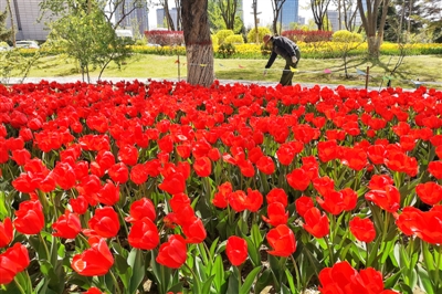 4月27日，在银川市金凤区荣恒园，工作人员正在照料郁金香。连日来，银川凤凰公园、花博园等公园的郁金香陆续绽放，美不胜收，吸引了不少市民前去赏花。  本报记者    季正    摄