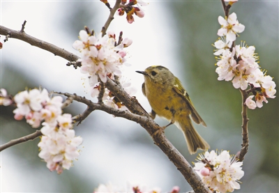 <p>　　戴菊。</p>