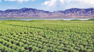 <p>　　　　枸杞种植基地。本报通讯员　朱彦荣　摄</p>