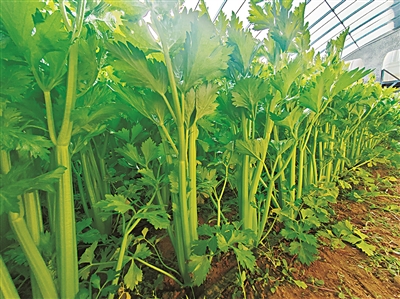     月牙湖乡芹菜滞销。