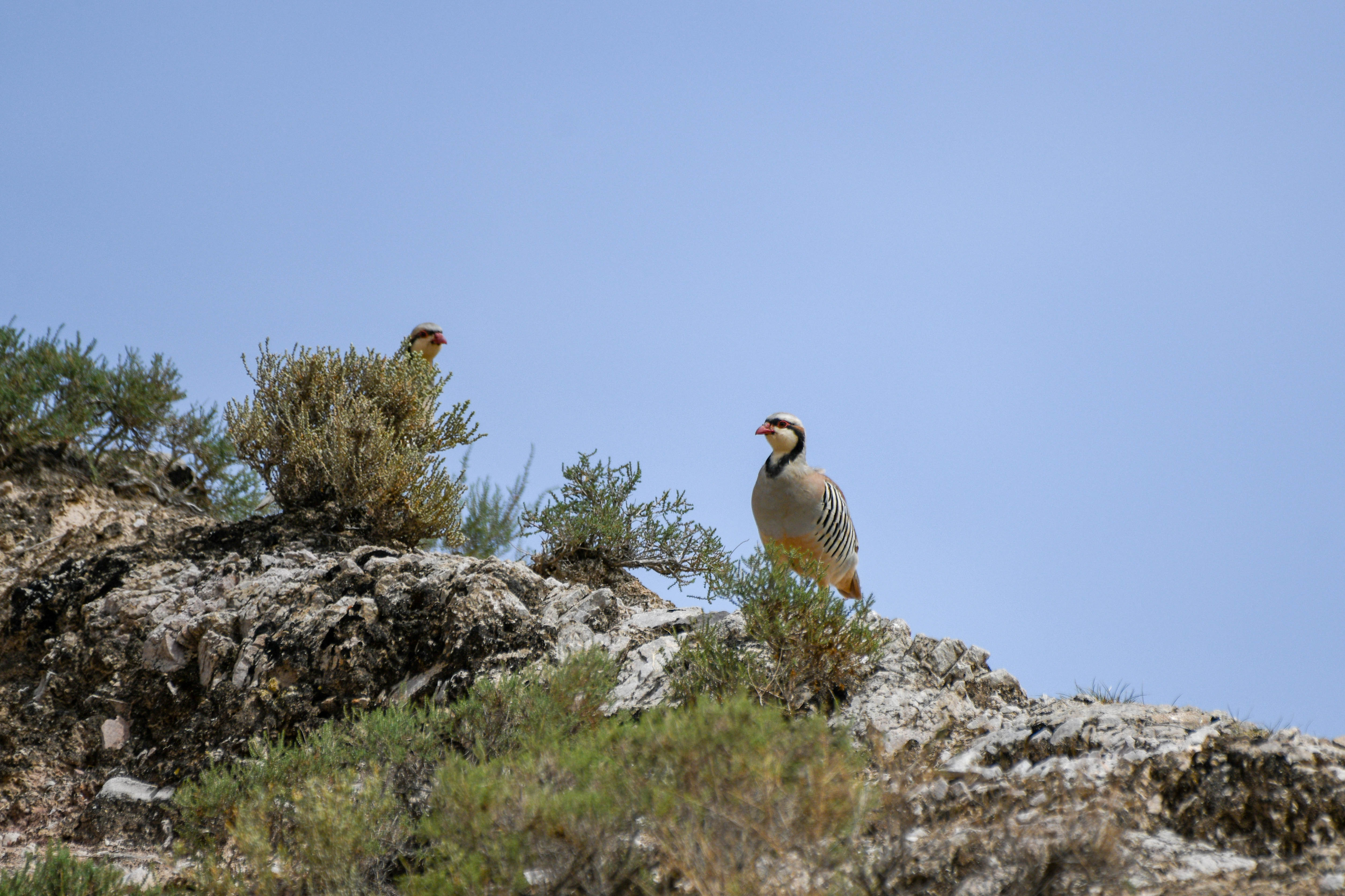 DSC_5129.jpg