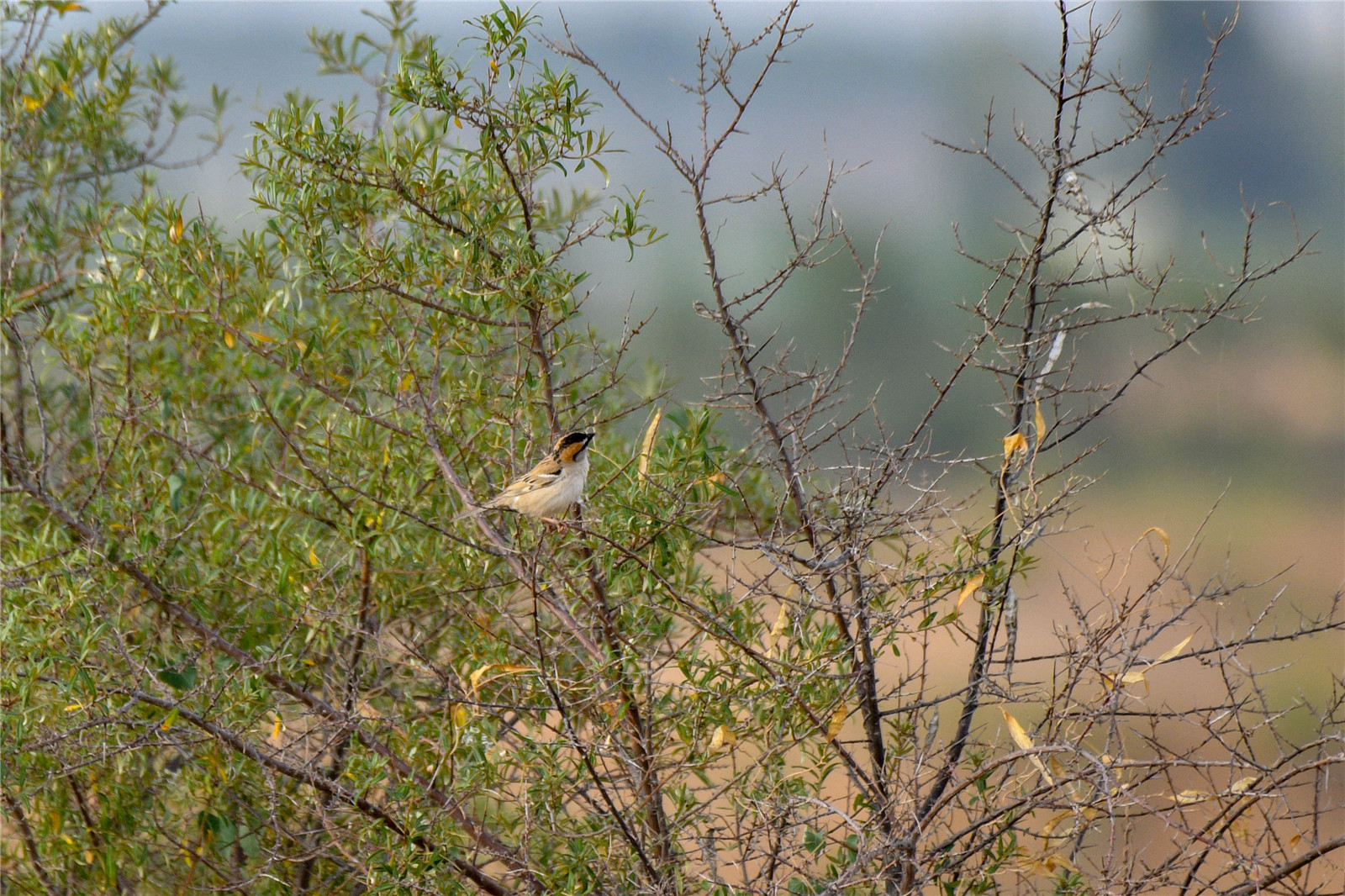 DSC_6017.jpg