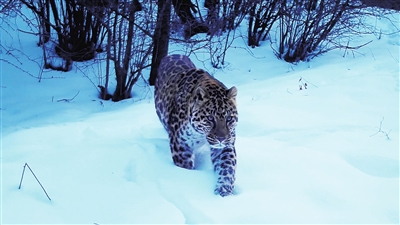     华北豹雪地“三连拍”。