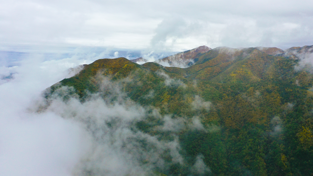 DJI_0081.png
