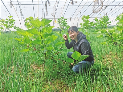 <p>　　赖瑞云引进种植的长果桑成功结果。</p>
