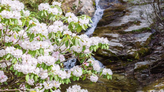 初夏时节 秦岭深处高山杜鹃盛放