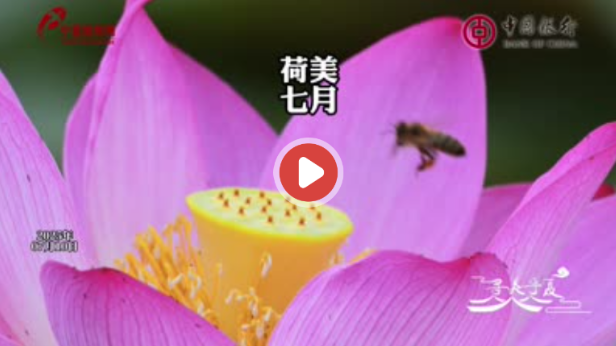 寻美宁夏｜荷美七月