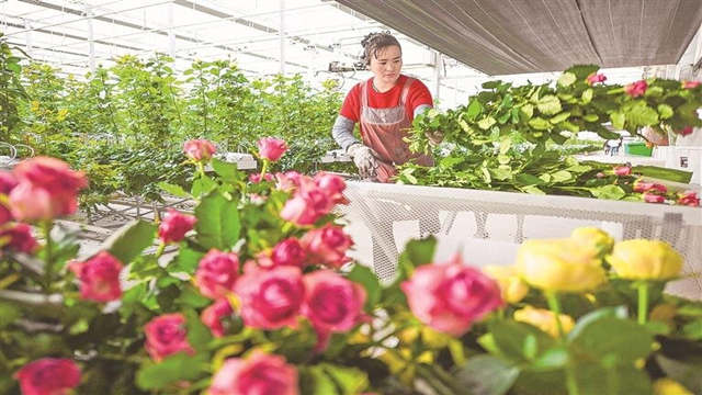 玫瑰逆势生长浪漫满棚