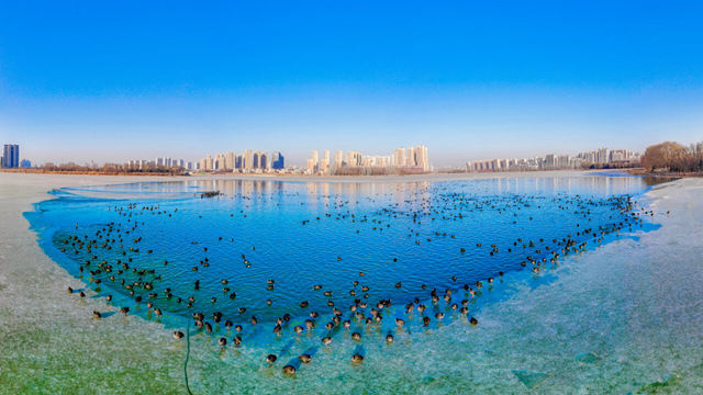 银川冬日藏生机 候鸟翩跹恋湖城
