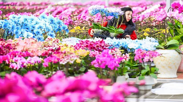 银川蝴蝶兰乘航飞赴全国年宵市场