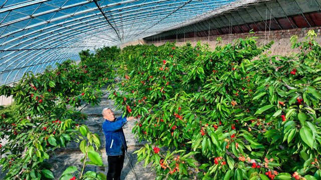 温棚春意暖 樱桃别样红