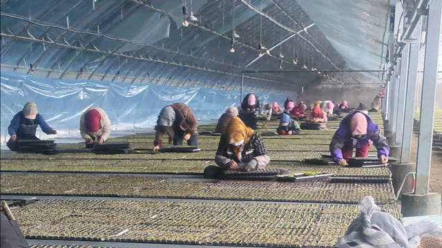 【新春走基层】看见春天